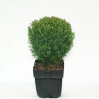 Westerse levensboom (Thuja occidentalis "Teddy") conifeer - thumbnail