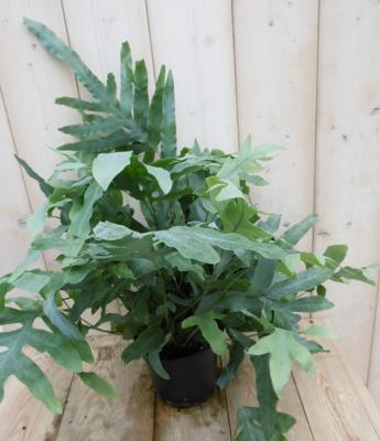 IJzervaren Phlebodium Groot kamerplant Warentuin Natuurlijk - Warentuin natuurlijk