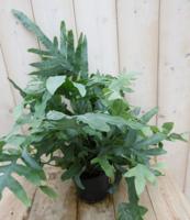 IJzervaren Phlebodium Groot kamerplant Warentuin Natuurlijk - Warentuin natuurlijk - thumbnail