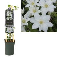 Clematis Madame Blanc - Bosrank - thumbnail