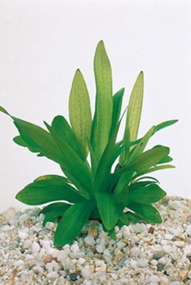 2 stuks! Sagittaria graminea potmaat P9 Smalbladig pijlkruid Moerings - Moerings