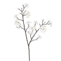 Magnolia tak cream Hortus - Hortus - thumbnail