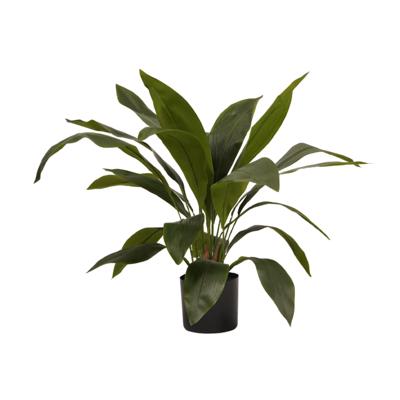 Aspidistra Aspidistra