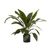 Aspidistra - thumbnail