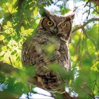 Uilen Kalender 2026 - thumbnail