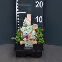 Klokjesbloem (campanula carpatica "White Clips") bodembedekker - 4-pack - 1 stuks - thumbnail