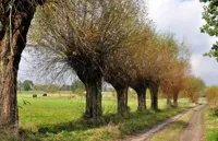 Alexsar Art Tuindoek bomen wei 140x90cm - thumbnail