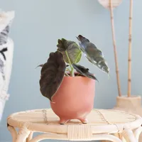 Alocasia Azlanii - P11 - thumbnail