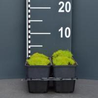 Vetmuur (sagina subulata "Aurea") bodembedekker - 4-pack - 1 stuks - thumbnail