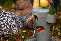 Beeztees snacktoren kip grijs 30x30x32,5cm kip - thumbnail