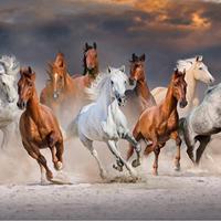Fotobehang - Kudde galopperende paarden, 11 maten, premium print, inclusief behanglijm - thumbnail