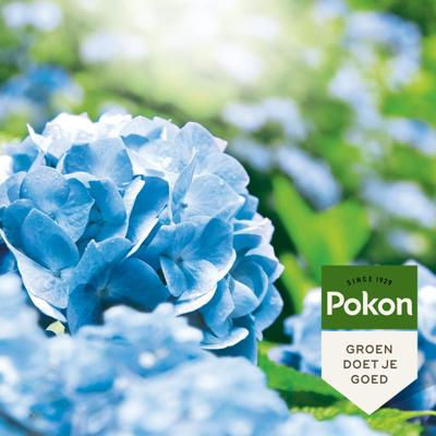 Pokon hortensia blauwmaker 500 gram