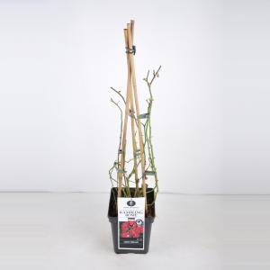 Rambler klimroos (rosa "Rambling Rosie"®) - C5 - 1 stuks