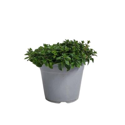 Oregano Origanum vulgare kruidenplant Warentuin Natuurlijk - Warentuin natuurlijk