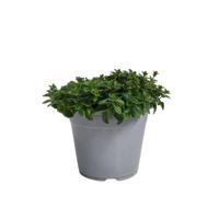 Oregano Origanum vulgare kruidenplant Warentuin Natuurlijk - Warentuin natuurlijk - thumbnail