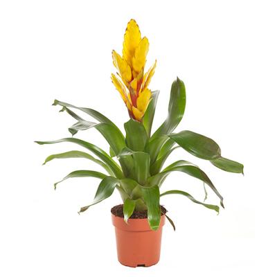 Fakkelbromelia (Vriesea Intenso Geel) P 12 cm Fakkelbromelia (Vriesea Intenso Geel) P 12 cm