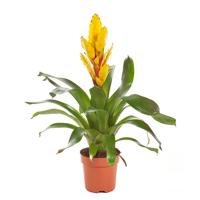 Fakkelbromelia (Vriesea Intenso Geel) P 12 cm - thumbnail
