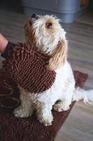 Washandje Dog Gone Smart Grijs (25 x 18 cm) - thumbnail