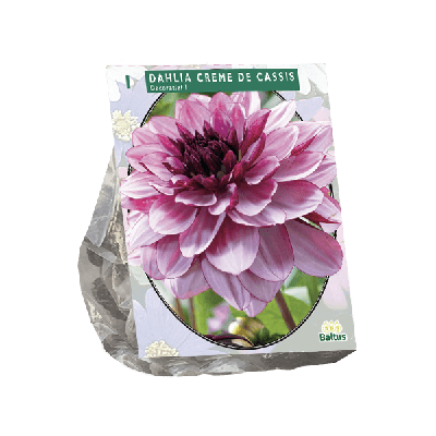 Zomer Bloembollen Dahlia Decoratief Creme de Cassis per 1 Baltus - Baltus