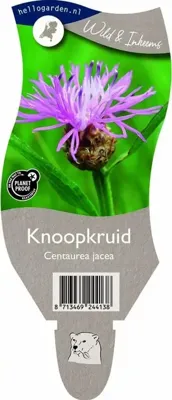 Knoopkruid vaste plant Griffioen - Griffioen