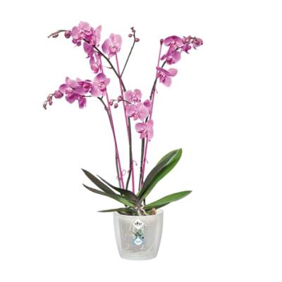 Brussels orchidee bloempot 12,5 cm transparant elho - Elho