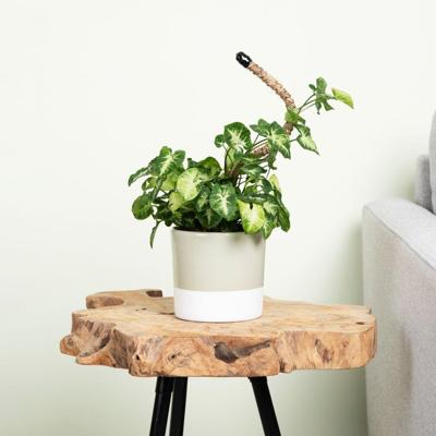 Syngonium Pixie - P12 Syngonium Pixie - P12