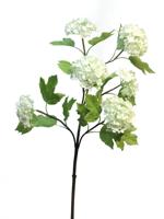 Viburnum Roseum creme 60cm - thumbnail