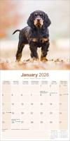 Gordon Setter Kalender 2026 - thumbnail