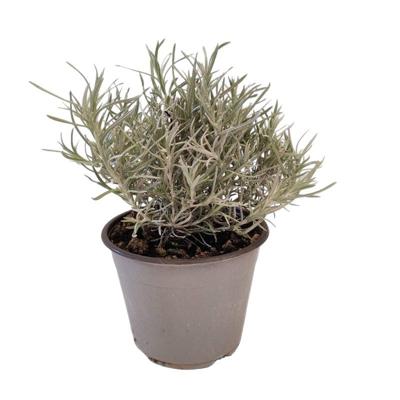 Kerrieplant Helichrysum italicum kruidenplant Warentuin Natuurlijk - Warentuin natuurlijk