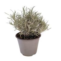 Kerrieplant Helichrysum italicum kruidenplant Warentuin Natuurlijk - Warentuin natuurlijk - thumbnail