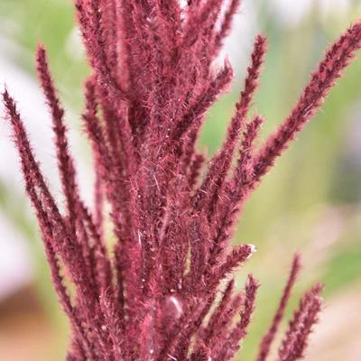 Kunst Pampaspluim 80 cm burgundy