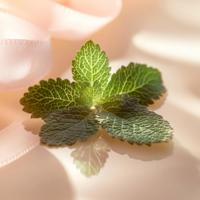 Elie Saab Le Parfum Eau de Parfum 50ml - thumbnail
