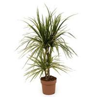 Dracaena marginata sunray S kamerplant - thumbnail