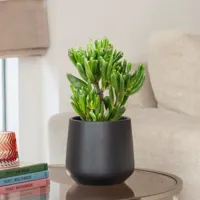 Crassula Ovata Hobbit - P 12 cm - thumbnail
