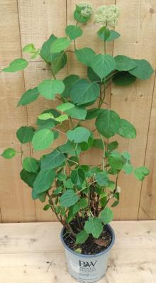 Hortensia Hydrangea Annable Wit Annabel Warentuin Natuurlijk - Warentuin natuurlijk