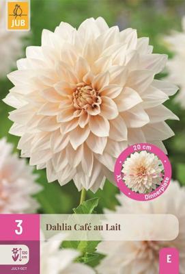 Dahlia cafe au lait 3 knollen