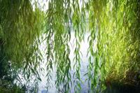 Gele treurwilg op stam - thumbnail