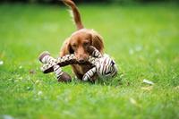 TRIXIE PLUCHE / POLYESTER TIJGER MET GEVLOCHTEN LIJF EN GELUID 32 CM 2 ST - thumbnail