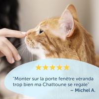 Staywell 915 Manual 4 way locking catflap kattenluik - Grijs Grijs - thumbnail