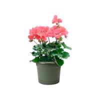 Elho Green Basics Balkonbak Set Blad Groen Ø26cm - thumbnail