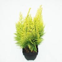 Schijncipres (Chamaecyparis lawsoniana "Ivonne") conifeer - thumbnail