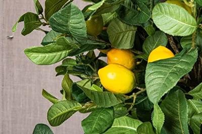 PTMD Citroen Kunsttak - 75 x 42 x 140 cm - Groen