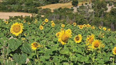 Zonnebloemen 130x70cm Tuinschilderij Customize-it - Customize it