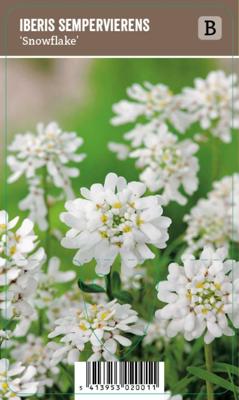 Vips Iberis sempervirens Snowflake - Scheefkelk