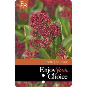 Skimmia (Skimmia Japonica “Rubella”) heester - 10+ cm (P5.5) - 200 stuks