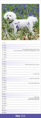 Bichon Frise Slim Calendar 2026 Dog Breed Slimline Calendar - 12 Month