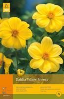Bloembollen Dahlia Sneezy Yellow 1st - thumbnail
