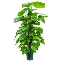 Scindapsus epipremnum aureum mosstok 120 M kamerplant - thumbnail