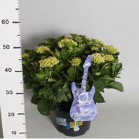 Hydrangea Macrophylla Music Collection "Blue Ballad"® boerenhortensia - 30-40 cm - 1 stuks - thumbnail