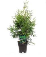 Levensboom - thumbnail